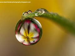 Image result for Macro Digital Photography