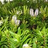 Image result for New Zealand Shrubs