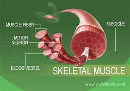 Image result for Image Showing Skeleton and Muscles