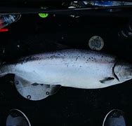 Image result for White Chinook Salmon