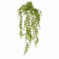 Image result for Buckler Fern