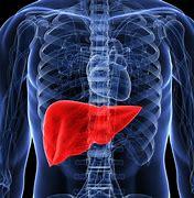 Image result for Liver