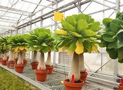 Image result for Atha Plant