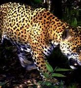 Image result for Amazonian Jaguar