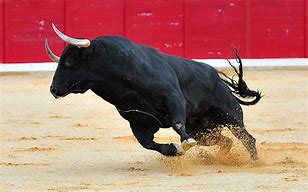 Image result for Corriente Bull