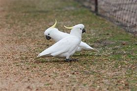 Image result for Sulphur Crested Cockatoo for Rehoming