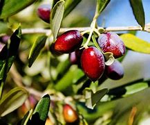 Image result for Olive Tree with White and Red Flowers