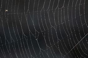 Image result for Spider Web Texture