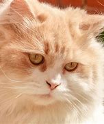 Image result for Parsha Cat