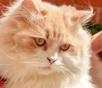 Image result for Parsha Cat