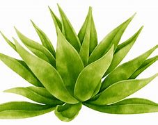 Image result for Agave PNG