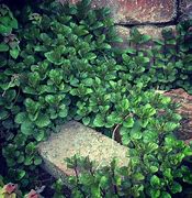 Image result for Creeping Mint Ground Cover