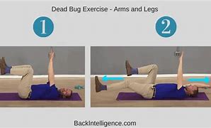 Image result for Dead Bird Exercise