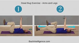 Image result for Dead Bird Exercise