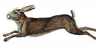 Image result for Free Resizable Clip Art Hare