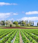 Image result for Strawberry Planting Zones