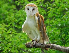 Image result for Barn Owl Wallpaper