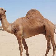 Image result for Halloween Camel Images