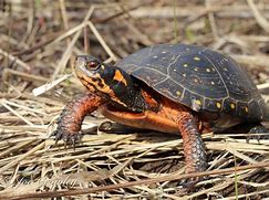 Image result for Red Spotted Turtle Food