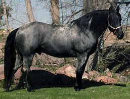 Image result for Roan Stallion