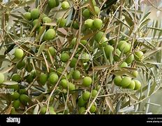 Image result for Mission Olive Tree Bear Fruit