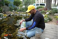 Image result for Koi Pond Feeding