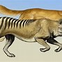 Image result for Thylacine