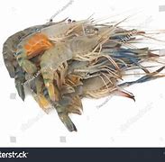 Image result for Prawn Water