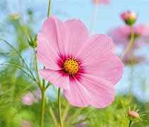 Image result for Pink Long Flowers