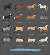 Image result for Horse Shinny Coat