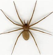 Image result for Brown House Spider Poisonous