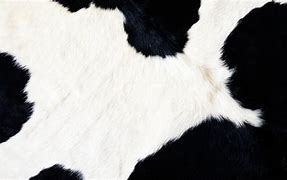 Image result for Real Cow Print