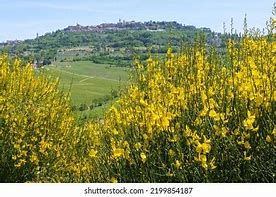 Image result for Genista Porlock Broom