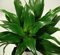 Image result for Dracena Multi