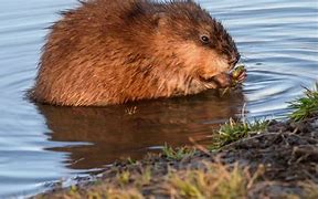 Image result for Muskrat Necropsy