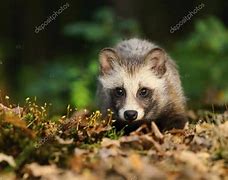 Image result for Baby Raccoon Dog