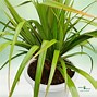 Image result for Yugao Plants