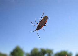 Image result for Bugs Found Inside Offices