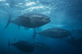 Image result for Tuna Fish Species