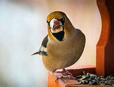 Image result for Grosbeak Bird Habitat