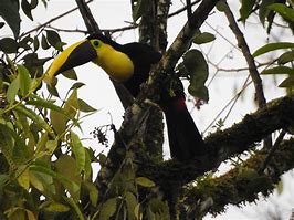 Image result for Blue Toucan