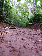 Image result for Dirt Path Garden