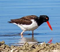 Image result for Endangered Bird Species in Aviculture