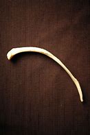 Image result for Rodent Rib Bone