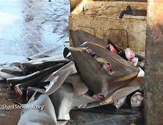 Image result for Finned Shark