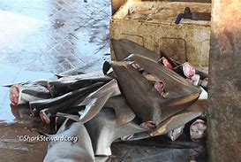 Image result for Shark Finning