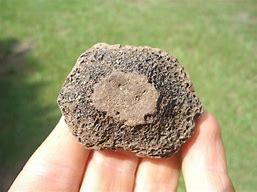 Image result for Glyptodon Scutes