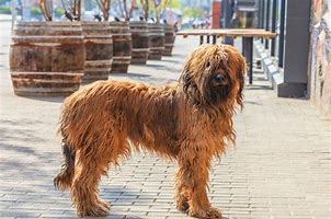 Image result for Shaggy Eared Dog