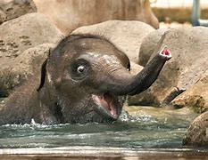 Image result for Smiling Baby Elephant