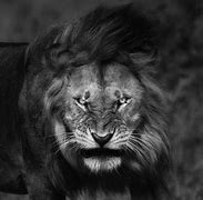 Image result for White Lion Angry